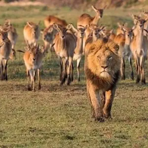 Explore 6 Days Tanzania Lodge Safari for 6 days with Africa Outland Safaris and discover unforgettable experiences - Photo 8