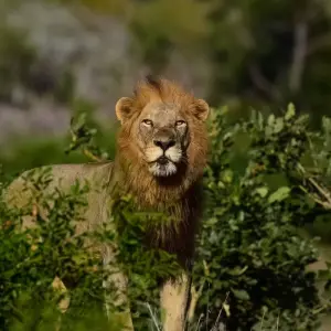 Explore 3 Days Best Ever Kruger National Park Safari from Cape Town for 3 days with Africa Moja Tours & Transfers and discover unforgettable experiences - Photo 9