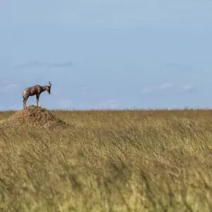 Explore 3 Days Tarangire, Ngorongoro Craeter & Lake Manyara for 3 days with Africa Outland Safaris and discover unforgettable experiences - Photo 3