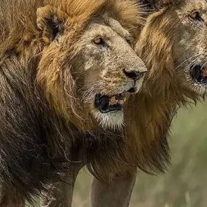 Explore 6 Days Semi Luxury Safari for 6 days with Africa Outland Safaris and discover unforgettable experiences - Photo 6