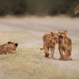 Explore 15 Days - Johannesburg, Kruger National Park and Cape Town Tour for 15 days with Africa Moja Tours & Transfers and discover unforgettable experiences - Photo 11