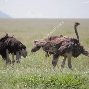 Explore 5 Days Tanzania Budget Camping Safari for 5 days with Africa Outland Safaris and discover unforgettable experiences - Photo 6