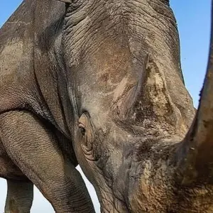 Explore 4 Days Lake Manyara, Serengeti and Ngorongoro Crater for 4 days with Africa Outland Safaris and discover unforgettable experiences - Photo 6