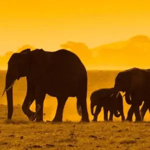 Explore 8 days Tanzania safaris in Tarangire, Serengeti, Ngorongoro, Lake Manyara National Park. for 8 days with Africa Outland Safaris and discover unforgettable experiences - Photo 2