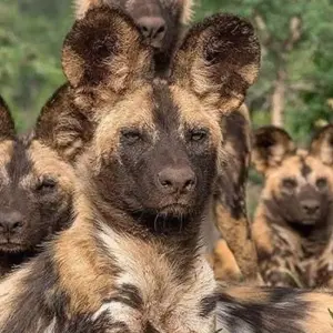 Explore Day trip in Arusha National Park for 1 days with Africa Outland Safaris and discover unforgettable experiences - Photo 5
