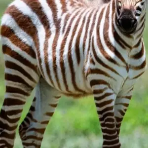 Explore Day trip in Arusha National Park Tanzania for 1 days with Africa Outland Safaris and discover unforgettable experiences - Photo 2