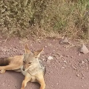 Explore Day trip in Ngorongoro Crater for 1 days with Africa Outland Safaris and discover unforgettable experiences - Photo 8
