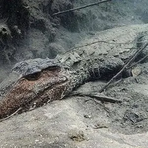 Explore Day trip in Lake Manyara National Park for 1 days with Africa Outland Safaris and discover unforgettable experiences - Photo 2