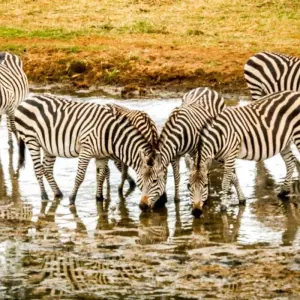 Explore Day trip in Tarangire National Park for 1 days with Africa Outland Safaris and discover unforgettable experiences - Photo 2