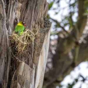 Explore 3 Days Tarangire, Ngorongoro Craeter & Lake Manyara for 3 days with Africa Outland Safaris and discover unforgettable experiences - Photo 5