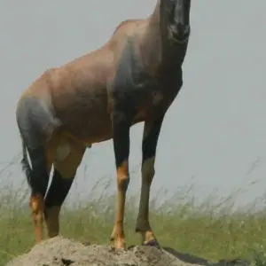 Explore 4 Days Tanzania Lodge Safaris for 4 days with Africa Outland Safaris and discover unforgettable experiences - Photo 7