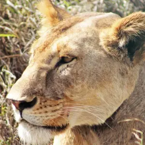 Explore Day trip in Arusha National Park for 1 days with Africa Outland Safaris and discover unforgettable experiences - Photo 6