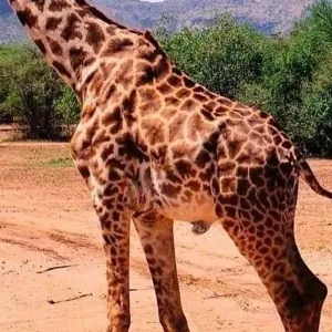 Explore Day trip in Arusha National Park Tanzania for 1 days with Africa Outland Safaris and discover unforgettable experiences - Photo 3