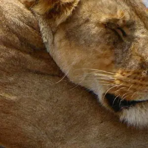 Explore 5 Days Tanzania Budget Camping Safari for 5 days with Africa Outland Safaris and discover unforgettable experiences - Photo 8