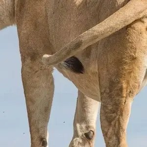 Explore 6 Days Semi Luxury Safari for 6 days with Africa Outland Safaris and discover unforgettable experiences - Photo 8