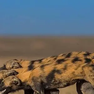 Explore Day trip in Tarangire National Park for 1 days with Africa Outland Safaris and discover unforgettable experiences - Photo 3