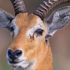 Explore 6 Days Semi Luxury Safari for 6 days with Africa Outland Safaris and discover unforgettable experiences - Photo 9