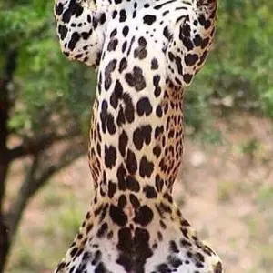 Explore Day trip in Lake Manyara National Park for 1 days with Africa Outland Safaris and discover unforgettable experiences - Photo 4