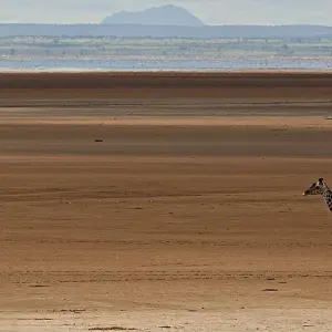 Explore 8 days Tanzania safaris in Tarangire, Serengeti, Ngorongoro, Lake Manyara National Park. for 8 days with Africa Outland Safaris and discover unforgettable experiences - Photo 5
