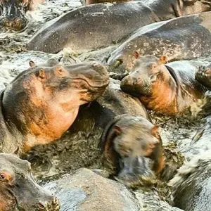 Explore 3 Days Tarangire, Ngorongoro Craeter & Lake Manyara for 3 days with Africa Outland Safaris and discover unforgettable experiences - Photo 7