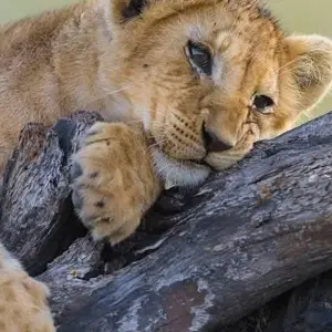 Explore 5 Days Tanzania Budget Camping Safari for 5 days with Africa Outland Safaris and discover unforgettable experiences - Photo 10