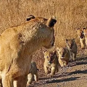 Explore 6 Days Semi Luxury Safari for 6 days with Africa Outland Safaris and discover unforgettable experiences - Photo 10