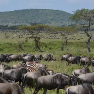 Explore 8 days Tanzania safaris in Tarangire, Serengeti, Ngorongoro, Lake Manyara National Park. for 8 days with Africa Outland Safaris and discover unforgettable experiences - Photo 6