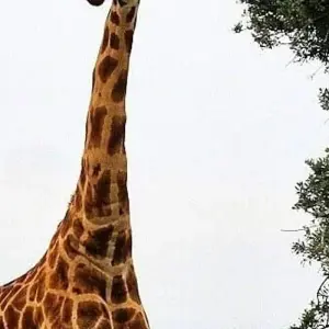 Explore 5 Days Tanzania Budget Camping Safari for 5 days with Africa Outland Safaris and discover unforgettable experiences - Photo 11