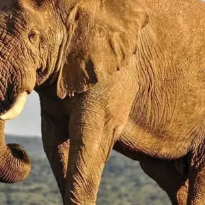 Explore 6 Days Semi Luxury Safari for 6 days with Africa Outland Safaris and discover unforgettable experiences - Photo 11