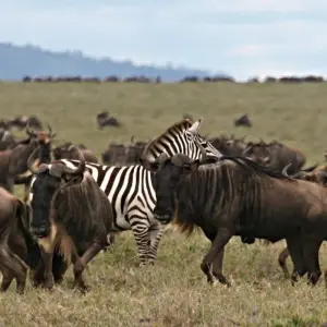Explore 8 days Tanzania safaris in Tarangire, Serengeti, Ngorongoro, Lake Manyara National Park. for 8 days with Africa Outland Safaris and discover unforgettable experiences - Photo 7