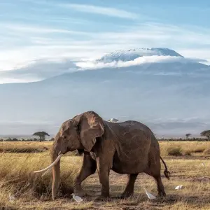 Explore 8 Days Climb Kilimanjaro Rongai Route for 8 days with Africa Outland Safaris and discover unforgettable experiences - Photo 3