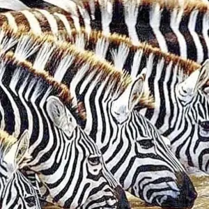 Explore 4 Days Lake Manyara, Serengeti and Ngorongoro Crater for 4 days with Africa Outland Safaris and discover unforgettable experiences - Photo 11