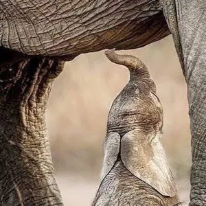 Explore Day trip in Arusha National Park Tanzania for 1 days with Africa Outland Safaris and discover unforgettable experiences - Photo 7