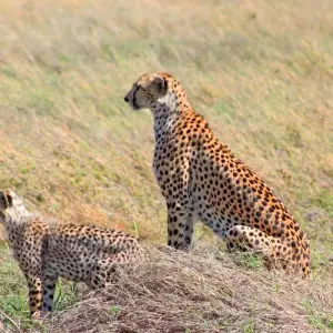 Explore Day trip in Arusha National Park for 1 days with Africa Outland Safaris and discover unforgettable experiences - Photo 10