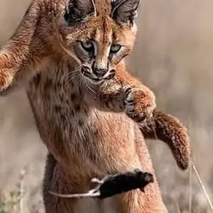 Explore Day trip in Lake Manyara National Park for 1 days with Africa Outland Safaris and discover unforgettable experiences - Photo 7