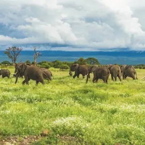 Explore 6 days climb Kilimanjaro Marangu Route for 6 days with Africa Outland Safaris and discover unforgettable experiences - Photo 4
