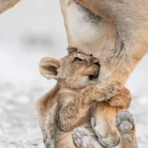 Explore 5 Days living Among lions luxury ,Tanzania safari. for 5 days with Africa Outland Safaris and discover unforgettable experiences - Photo 2