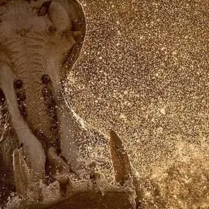 Explore Day trip in Tarangire National Park for 1 days with Africa Outland Safaris and discover unforgettable experiences - Photo 8