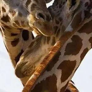 Explore Day trip in Arusha National Park for 1 days with Africa Outland Safaris and discover unforgettable experiences - Photo 11