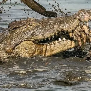 Explore Day trip in Lake Manyara National Park for 1 days with Africa Outland Safaris and discover unforgettable experiences - Photo 8