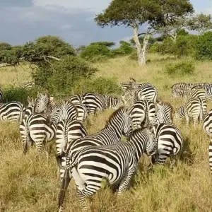Explore 4 Days Touch of wildness Mid Range for 4 days with Africa Outland Safaris and discover unforgettable experiences - Photo 4
