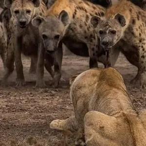 Explore Day trip in Tarangire National Park for 1 days with Africa Outland Safaris and discover unforgettable experiences - Photo 9