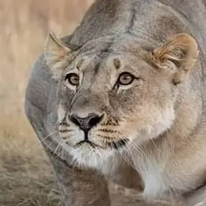 Explore Day trip in Lake Manyara National Park for 1 days with Africa Outland Safaris and discover unforgettable experiences - Photo 9