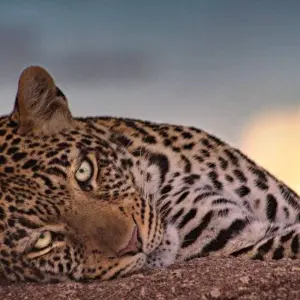 Explore 7 Days photograph Tented  camp safari. for 7 days with Africa Outland Safaris and discover unforgettable experiences - Photo 2