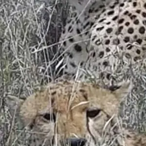 Explore 8 days Tanzania safaris in Tarangire, Serengeti, Ngorongoro, Lake Manyara National Park. for 8 days with Africa Outland Safaris and discover unforgettable experiences - Photo 10