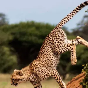 Explore 10 Days Tented lodge safaris for 10 days with Africa Outland Safaris and discover unforgettable experiences - Photo 4