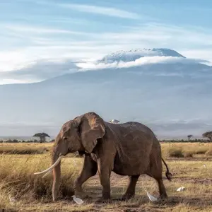 Explore 4 Days Climb Mount Meru in Tanzania. for 4 days with Africa Outland Safaris and discover unforgettable experiences - Photo 8