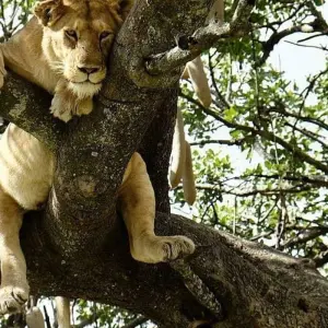 Explore 4 Days Touch of wildness Mid Range for 4 days with Africa Outland Safaris and discover unforgettable experiences - Photo 5