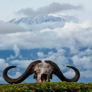 Explore 8 Days Climb Kilimanjaro Rongai Route for 8 days with Africa Outland Safaris and discover unforgettable experiences - Photo 7