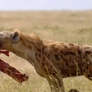 Explore 5 Days living Among lions luxury ,Tanzania safari. for 5 days with Africa Outland Safaris and discover unforgettable experiences - Photo 4